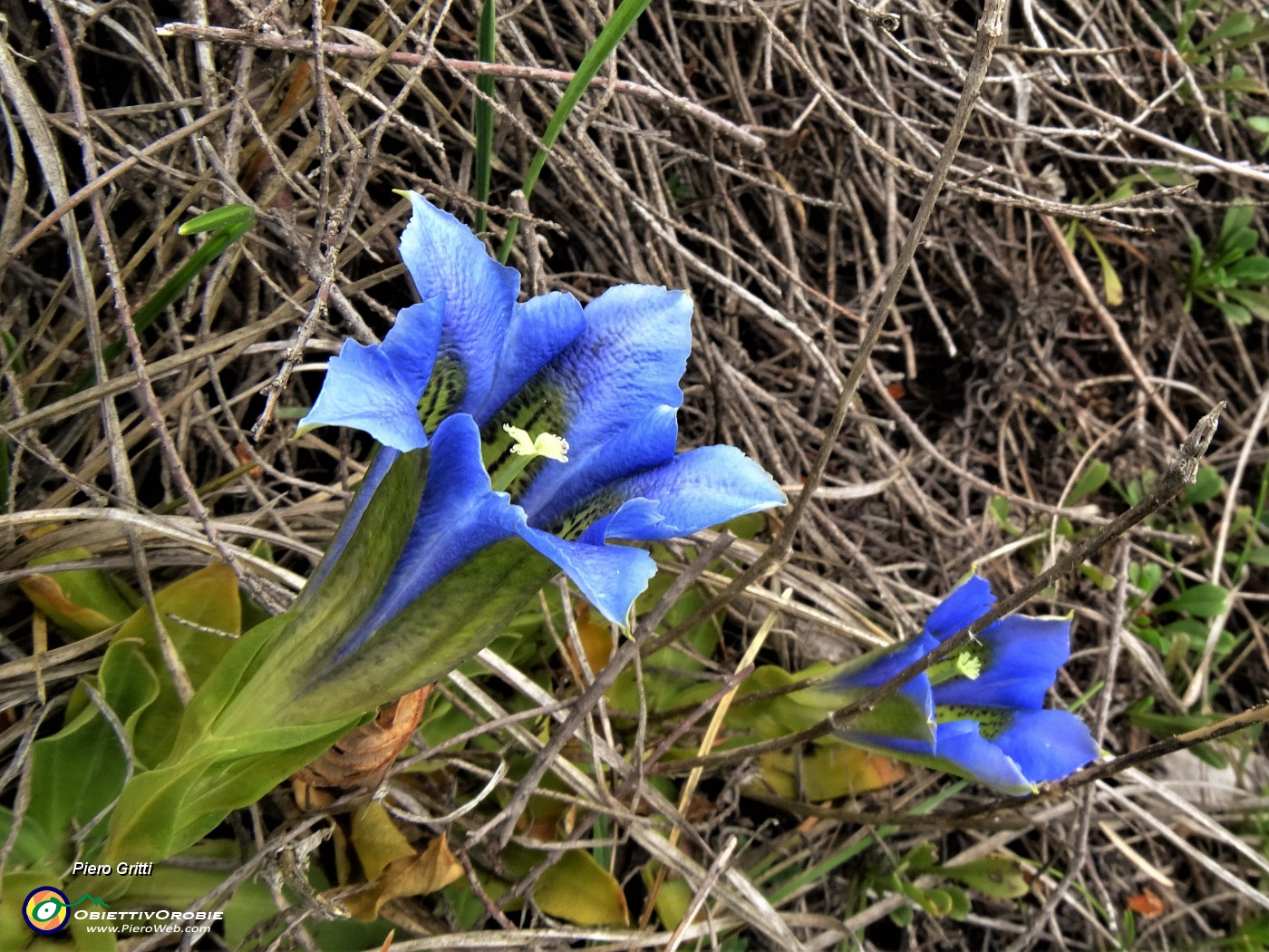 42 Gentiana clusii (Genziana di Clusius).JPG